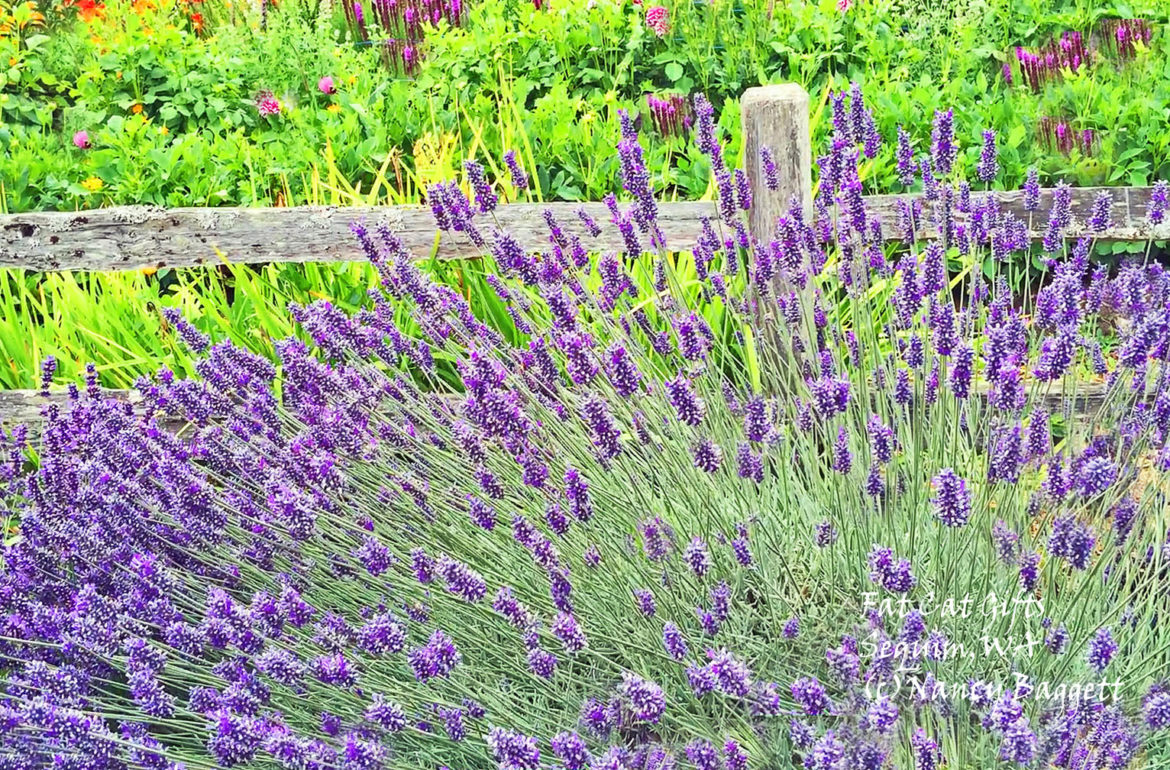 Culinary English Lavender