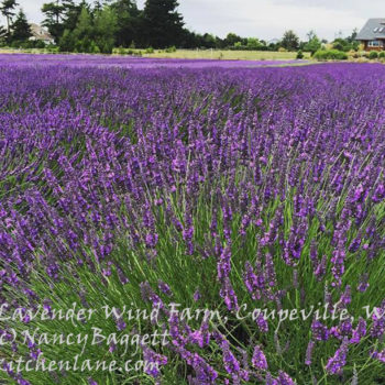 Lavender Wind Farm