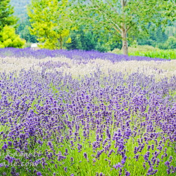Lavender at Purple Haze Lavender Farm