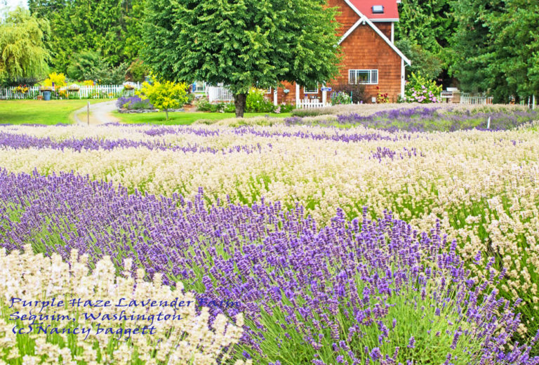 Resources - Lavender Farms listed alphabetically by state