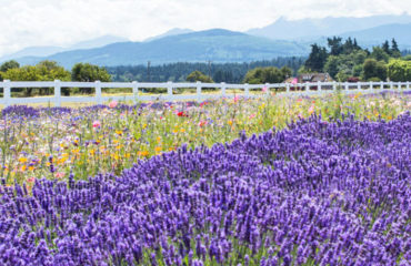 Washington Lavender