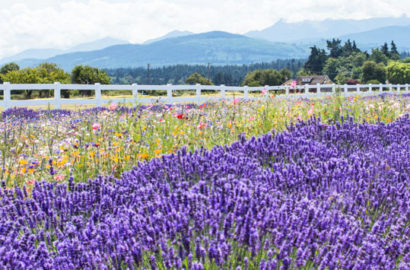 Washington Lavender