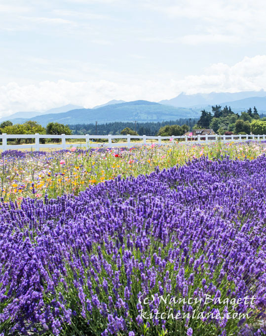 Washington Lavender